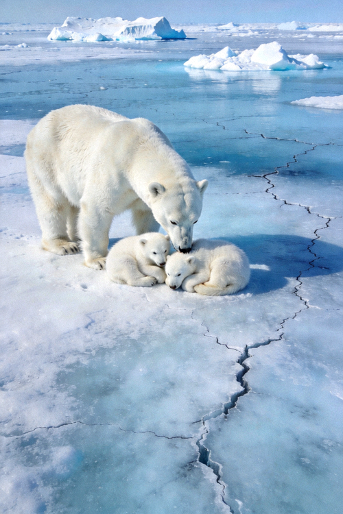 纪录片《地球脉动III》北极熊与幼崽高清剧照